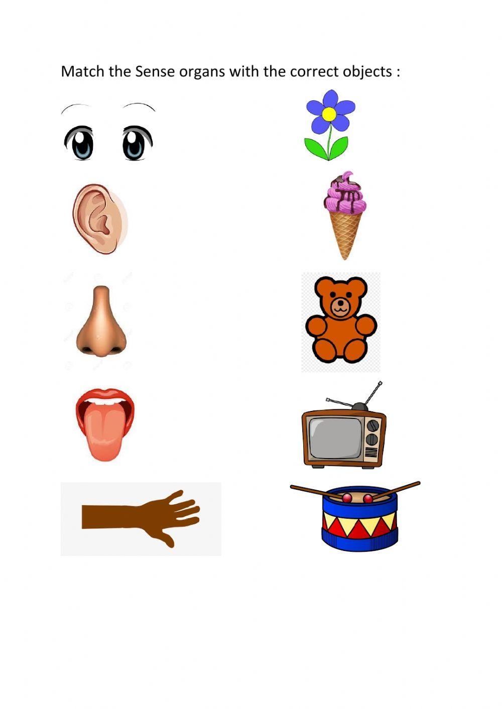 Five Senses 60 OFF Www consulmerc iroute ec Worksheets Library
