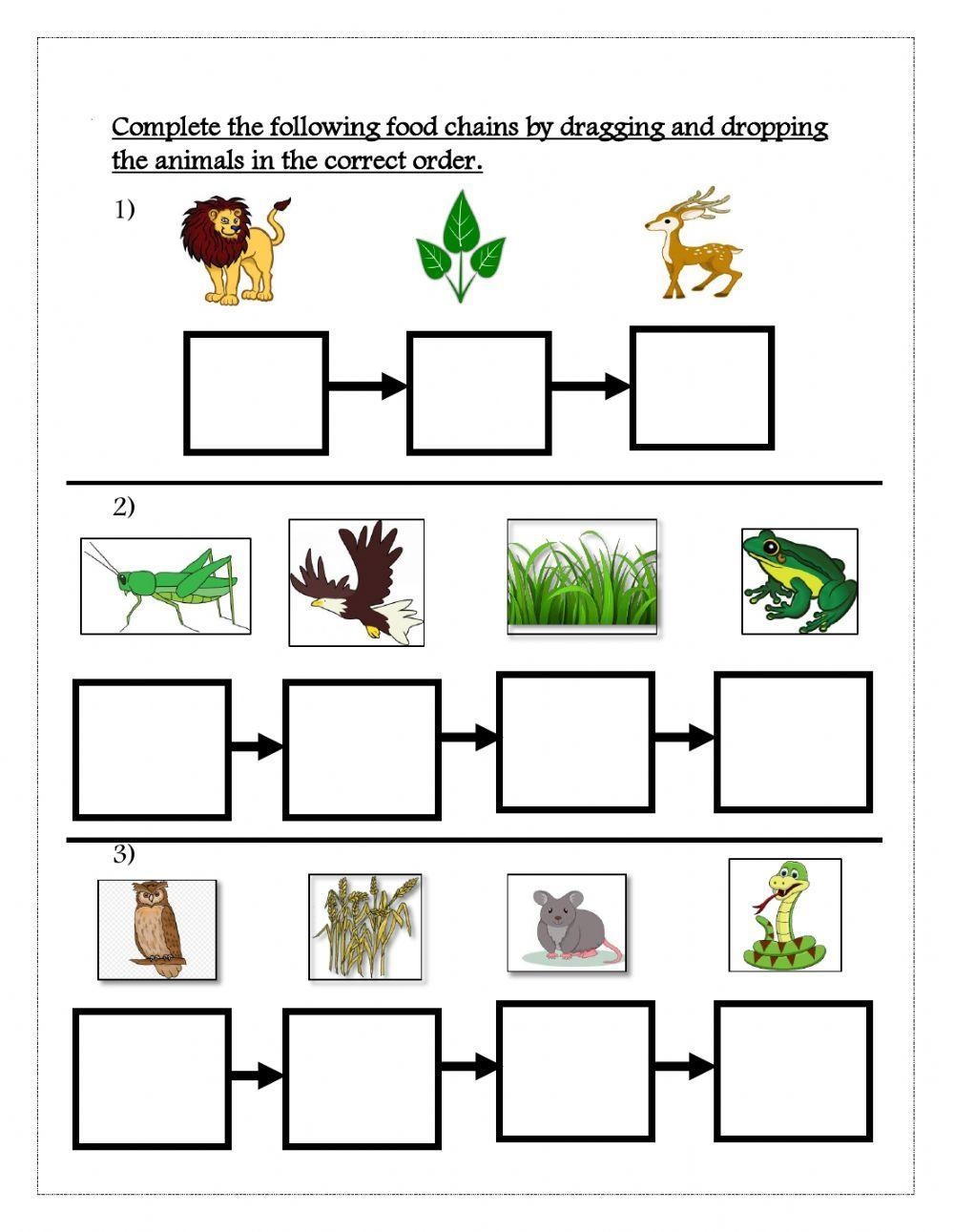 Food Chain Worksheets Free Printables Worksheets Library