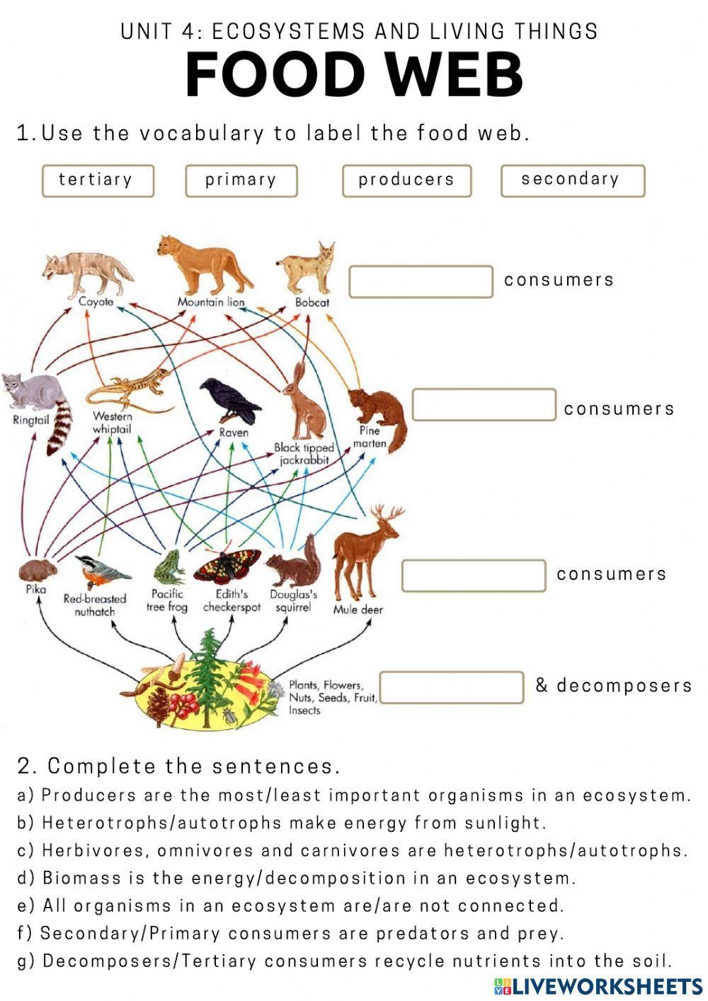 Food Webs And Food Chains Worksheet Live Worksheets Worksheets Library