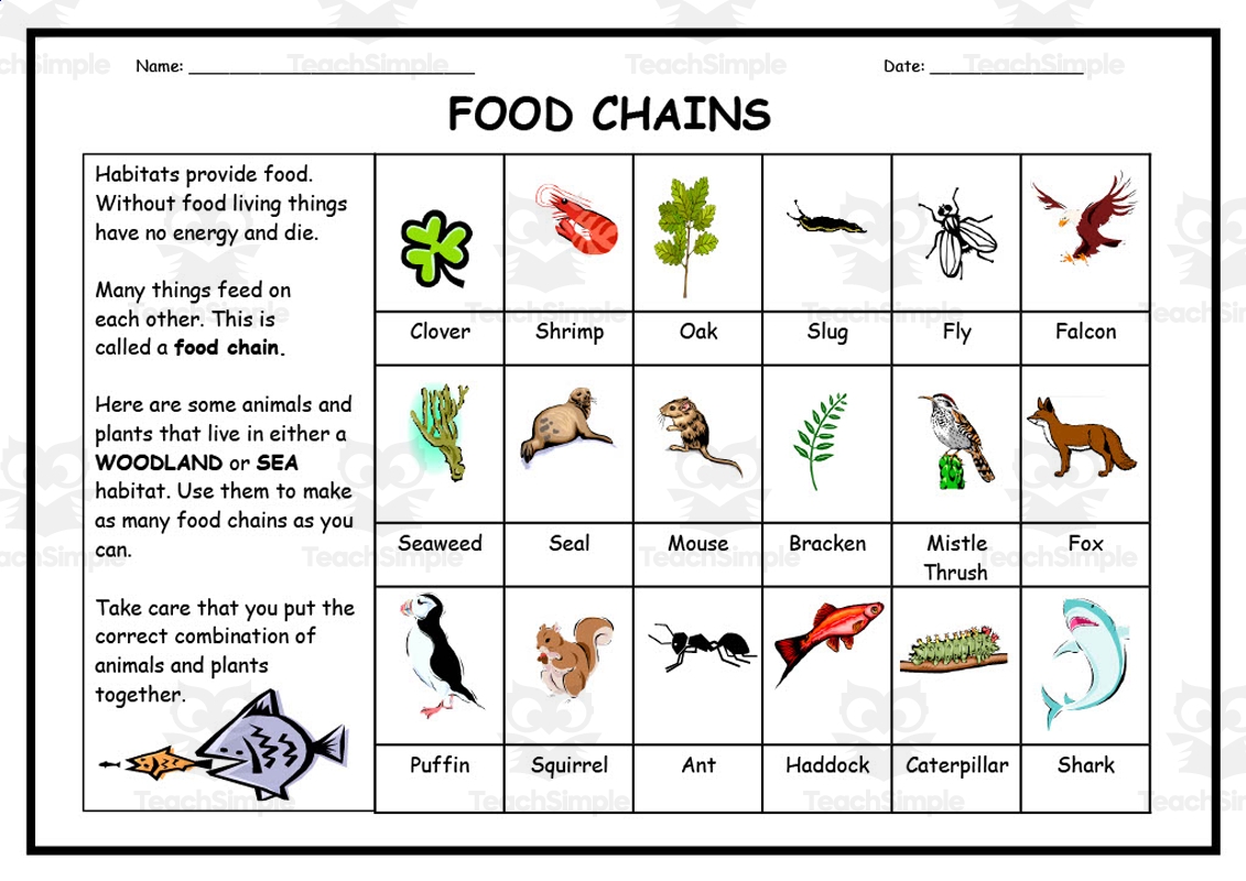 Food Webs And Food Chains Worksheets Free Pintables Worksheets Library